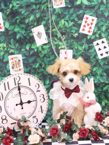 20250404らてちゃん